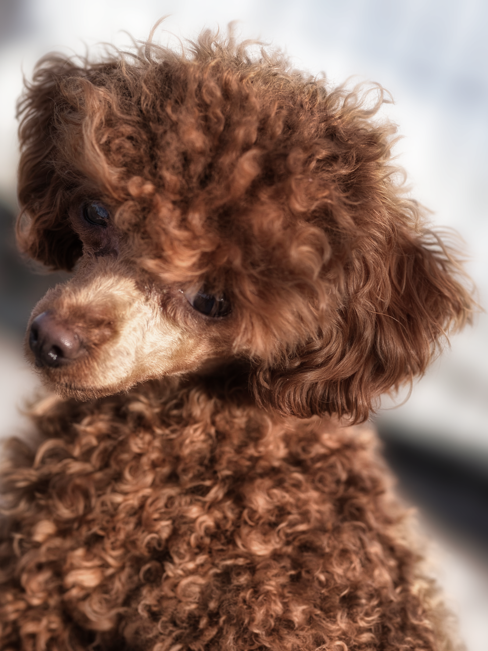 Bear, Tea Cup Poodle from Louisiana.